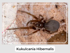 Kukulcania Hibernalis