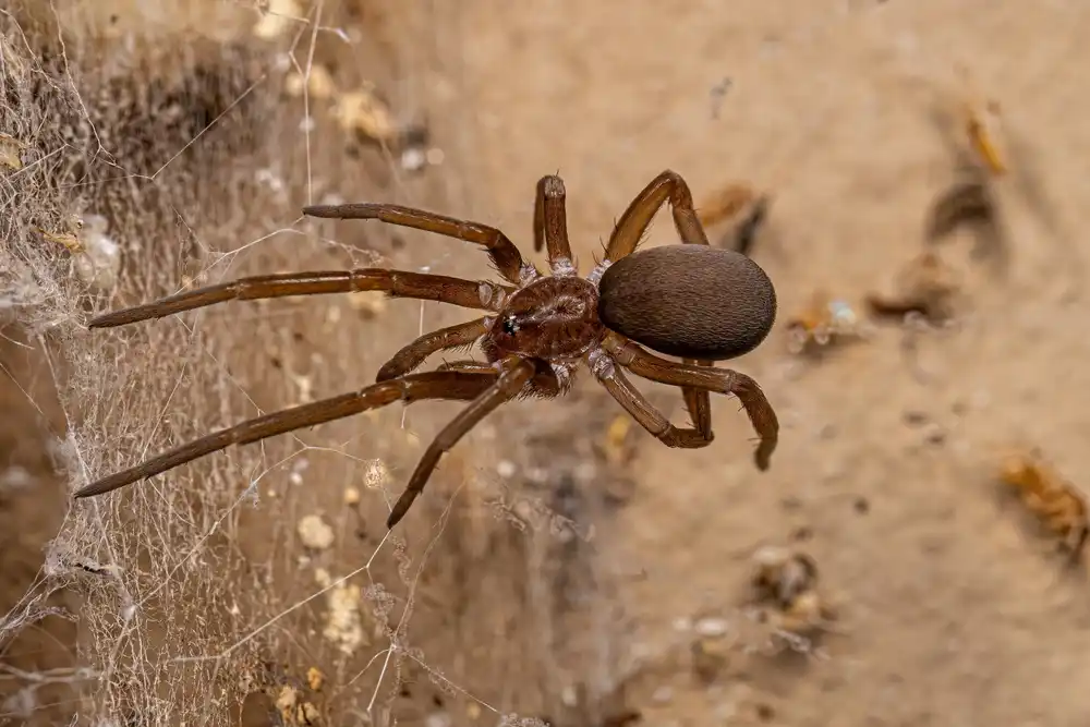 Kukulcania Spider