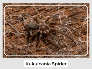 Kukulcania Spider Picture