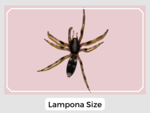 Lampona Size