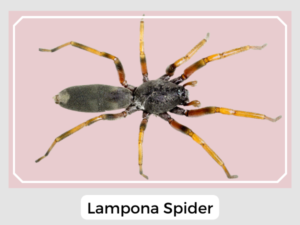 Lampona Spider