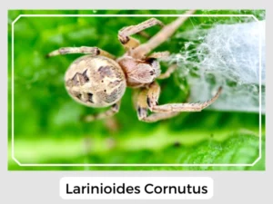 Larinioides Cornutus