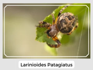 Larinioides Patagiatus