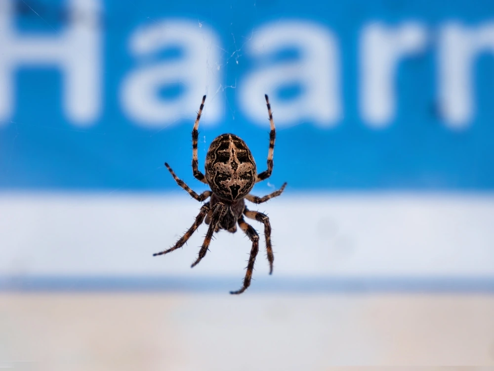 Larinioides Spider