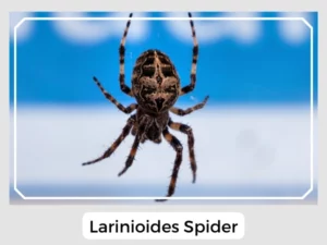 Larinioides Spider