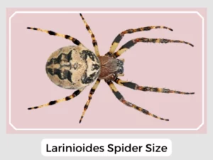Larinioides Spider Size