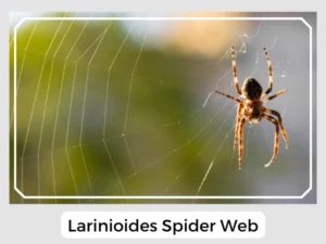 Larinioides Spider Web