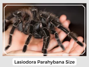 Lasiodora Parahybana Size