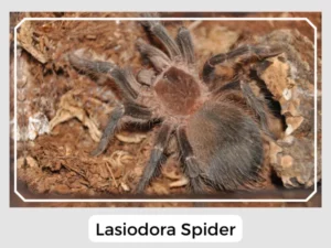 Lasiodora Spider