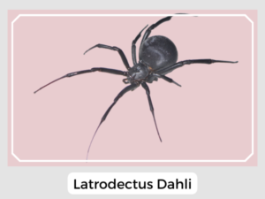 Latrodectus Dahli
