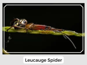Leucauge Spider Image