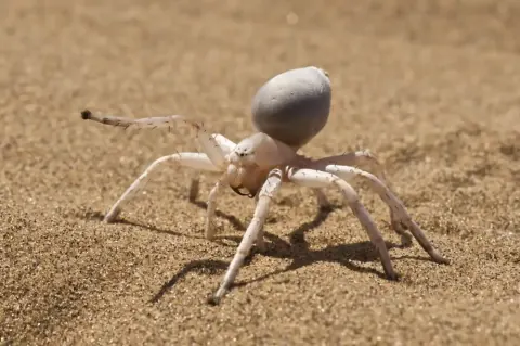 Leucorchestris Spider