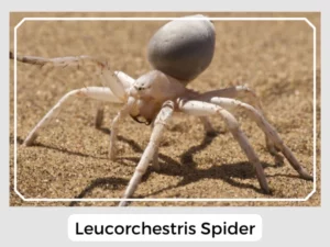Leucorchestris Spider
