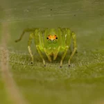Lyssomanes Spider