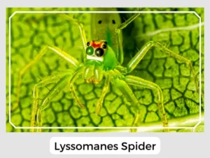 Lyssomanes Spider Size