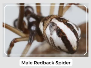 Male Redback Spider