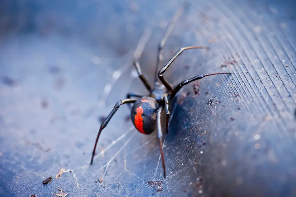 Male Redback Spider