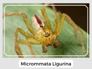 Micrommata Ligurina