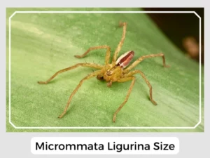 Micrommata Ligurina Size