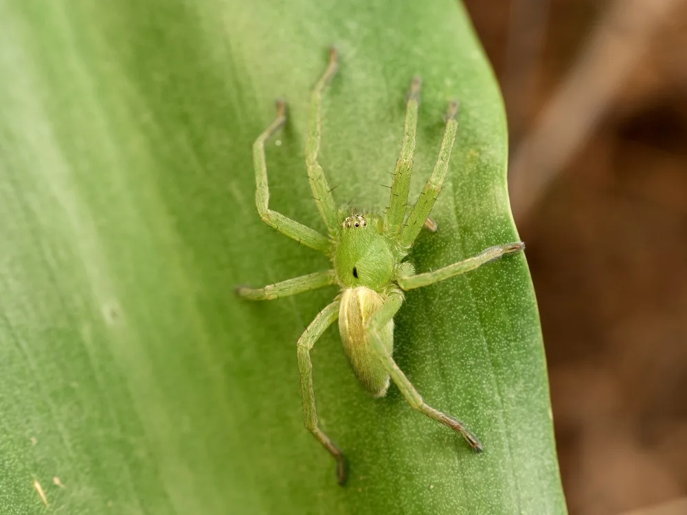 Micrommata Spider