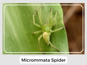 Micrommata Spider