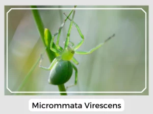 Micrommata Virescens