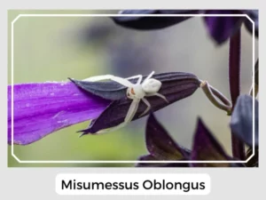 Misumessus Oblongus