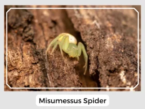 Misumessus Spider