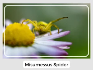 Misumessus Spider Picture