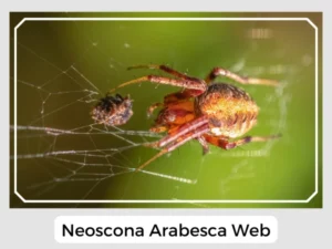Neoscona Arabesca Web