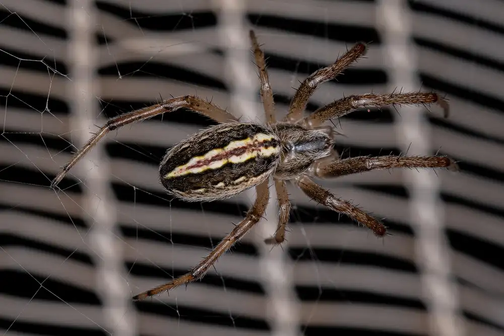 Neoscona Spider