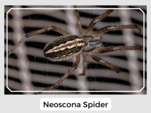 Neoscona Spider