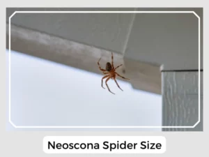 Neoscona Spider Size