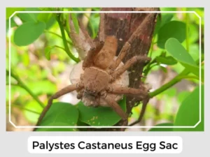 Palystes Castaneus Egg Sac