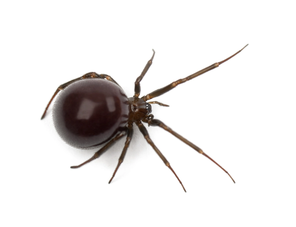 Parasteatoda Spider