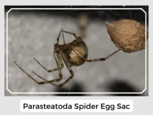 Parasteatoda Spider Egg Sac