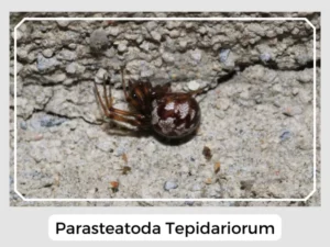 Parasteatoda Tepidariorum