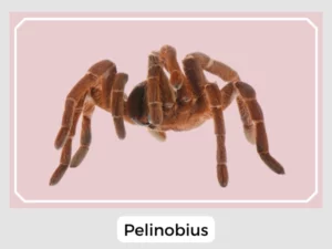 Pelinobius Image