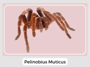 Pelinobius Muticus