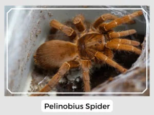 Pelinobius Spider
