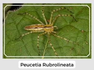 Peucetia Rubrolineata