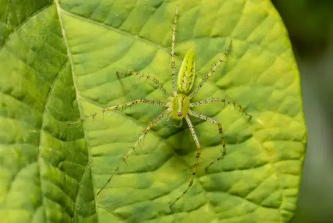 Peucetia Spider