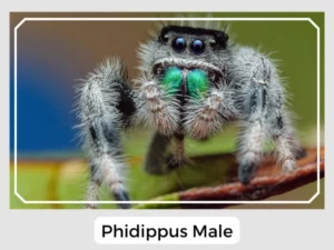 Phidippus Male