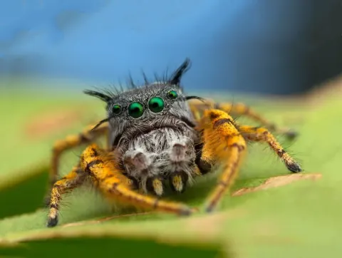 Phidippus Spider