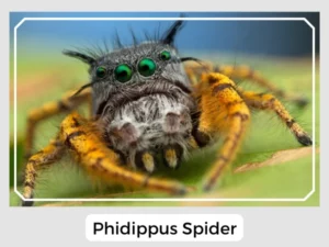 Phidippus Spider