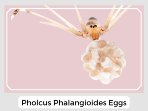 Pholcus Phalangioides Eggs