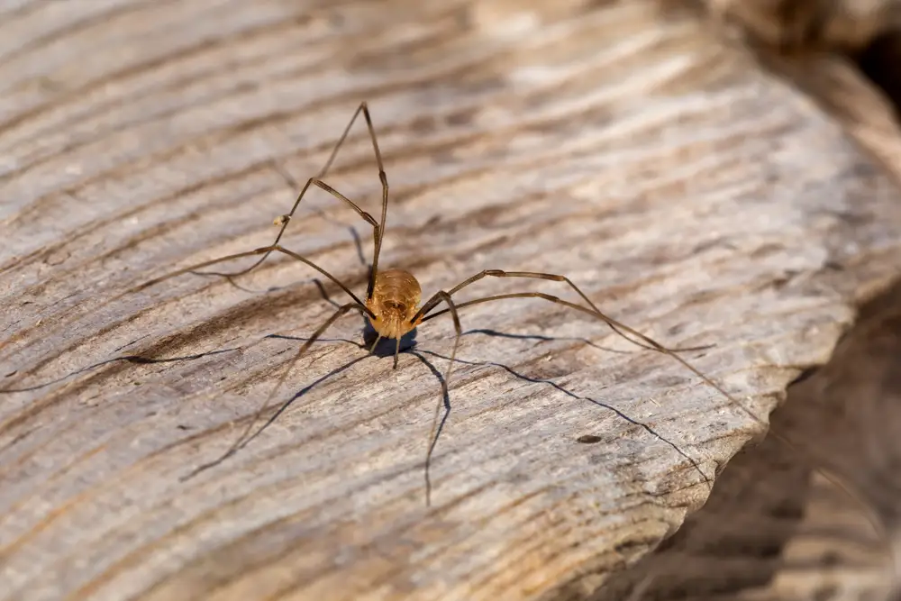 Pholcus Spider