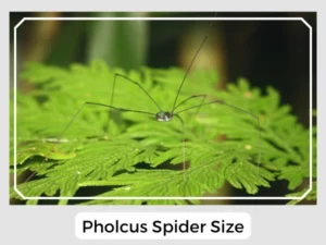 Pholcus Spider Size