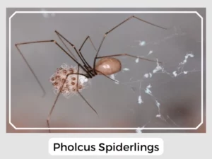 Pholcus Spiderlings