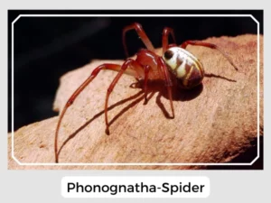 Phonognatha-Spider